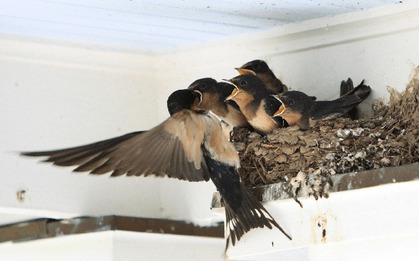 Gần Tết thấy nhà có 6 dấu hiệu này là cuộc đời nở hoa, tài lộc gõ cửa: Đặc biệt là điều số 2!