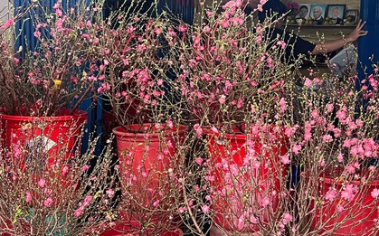 Đào mini đổ bộ Sài thành, giá rẻ đến bất ngờ