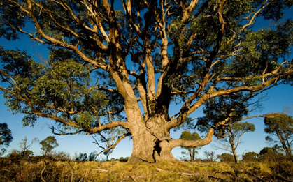 Phát hiện 1 loại cây "hút vàng" từ độ sâu 30m: "500 cây mới cho ra lượng vàng đủ để làm 1 chiếc nhẫn cưới"
