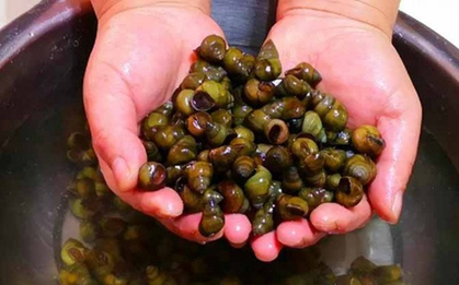 "3 nên 2 không" khi chọn ốc ngon không lo ngậm hóa chất
