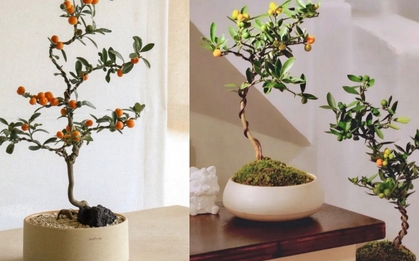 Trend chơi quất dành cho nhà nhỏ - hội chị em nhất định phải update để đón Tết