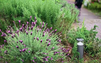 4 loại cây cần ít công chăm sóc nhất: Một khi đã bén rễ thì chẳng thèm “phiền” bạn