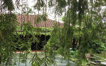 3 loại cây bị cho là mang "vận xui", năm 2026 nên tránh trồng trong sân nhà