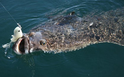 Cậu bé 13 tuổi oằn mình kéo "thủy quái" nặng hơn cả cơ thể giữa biển khơi, khoảnh khắc ai cũng nín thở