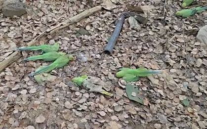 Phát hiện hơn 200 con chim chết bất thường trong khu rừng