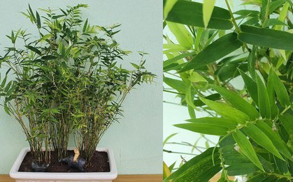 2 loại cây nên trồng trước cửa nhà vào năm mới: "Hút" tài lộc, làm thuốc cho cả gia đình