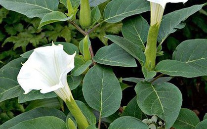 4 cây "xui tận mạng", đẹp đến mấy cũng CHỚ trồng trong nhà