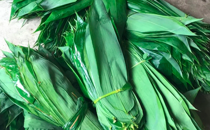 Những loại lá "độc lạ" ở Việt Nam xuất khẩu thu về triệu USD