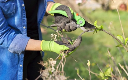 Sắp kết thúc tháng 1, đây là 7 loại cây cần cắt tỉa gấp
