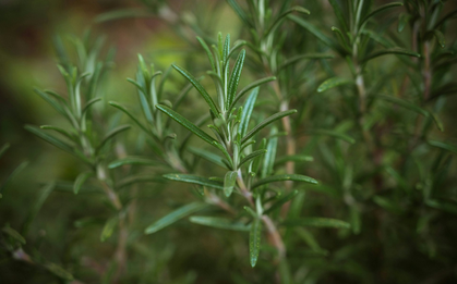 Chuyên gia Mỹ tiết lộ 6 loại thực phẩm chống lão hóa, giúp bạn trông trẻ hơn 2 tuổi, giảm 2kg trong 8 tuần!