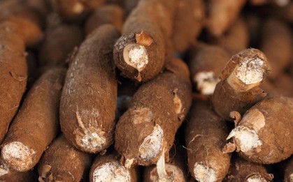 Sản vật được ví như "vàng trắng" dưới lòng đất hơn tỷ USD của Việt Nam xuất khẩu top 3 thế giới đang gặp khó