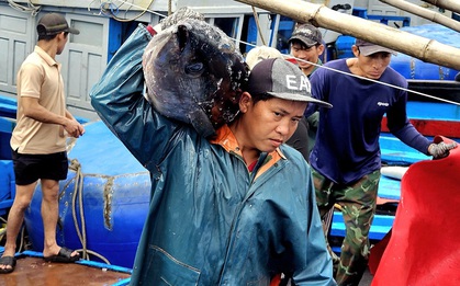 Cá ngừ đại dương trúng mùa, ngư dân Đắk Lắk thu lãi trước Tết