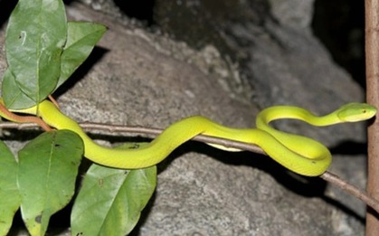 4 cây dễ gọi rắn vào nhà