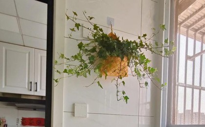 Nhiều người trồng hoa mà phạm đại kỵ: Có loại càng đẹp càng hút âm khí, mang vào nhà là vận suy ngay lập tức