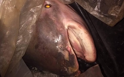 "Quái vật" 230kg trên sông Mê Kông lộ diện, giới khoa học "lo ngại"