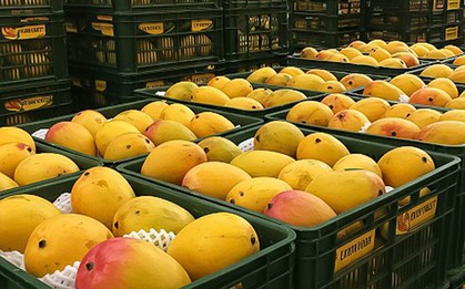 Loại quả của Việt Nam khiến cựu Đại sứ Hoa Kỳ phải khen ngợi 'ngon nhất thế giới': Chiếm 97% thị phần ở Trung Quốc, diện tích trồng hơn 110.000 ha