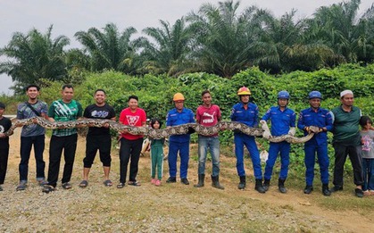 Bắt sống trăn khổng lồ dài 7 mét, nặng 80kg trong đồn điền