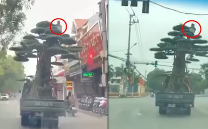Lái xe chở người ngồi vắt vẻo trên ngọn cây cảnh bị phạt 39 triệu đồng