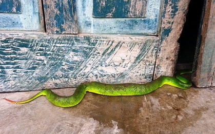 5 con đường dẫn rắn vào nhà