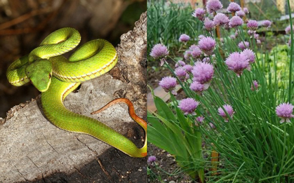 Rắn sợ nhất 5 cây này