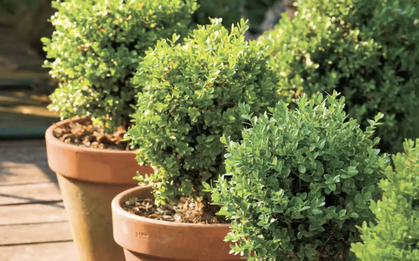 5 loại cây có mùi khó chịu nên tránh trồng trong vườn dù đẹp đến mấy