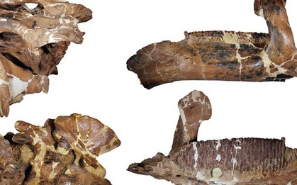 Quái vật dài 12 mét làm giới khoa học "lạc lối" hơn 100 năm