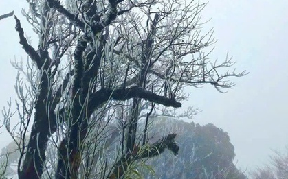 Đỉnh Phja Oắc ở Cao Bằng xuất hiện băng giá