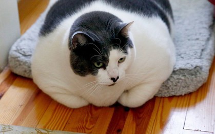 Trung Quốc cố gắng giảm cân cho mèo béo