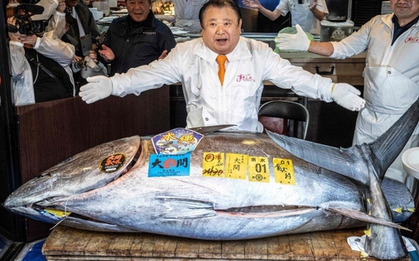 Người đàn ông xuống tiền mua con cá nặng 242kg giá 85 tỷ đồng