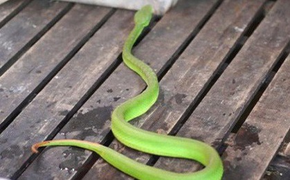 4 loài hoa dụ rắn vào nhà