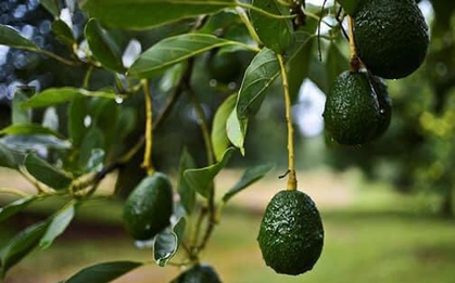 Loại quả “tốt nhất thế giới”, ở Việt Nam trồng bạt ngàn mà giá cực rẻ