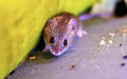 Mẹo đơn giản giúp ngăn chuột vào nhà mùa đông mà không cần tới bả