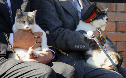 Nhật Bản phong tặng chức trưởng ga tàu cho mèo