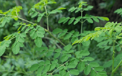 Loại rau là "thần dược phòng the": Tốt cho cả nam và nữ