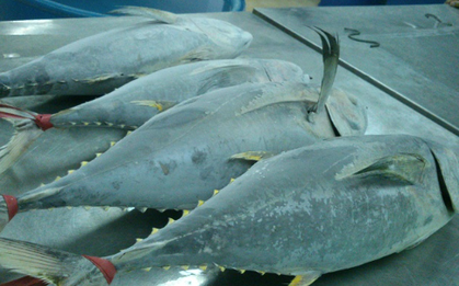 Một sản vật dưới nước của Việt Nam được Canada liên tục săn lùng: Thu về hơn 38 triệu USD, Thái Lan đang là là đối thủ lớn nhất