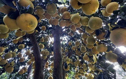 Hai chậu bưởi Diễn khổng lồ gần 800 quả khiến ai đi qua cũng phải ngoái nhìn