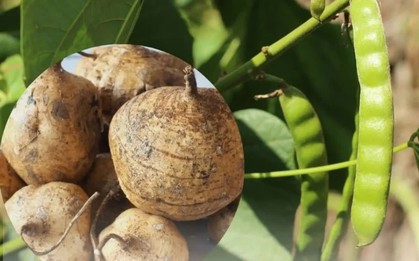 Cảnh báo ngộ độc nguy hiểm từ hạt củ đậu