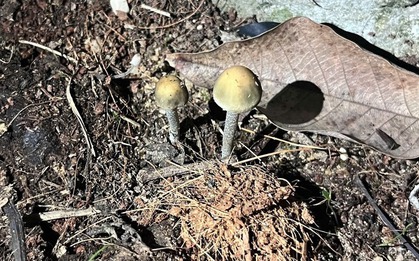 Ăn nấm "lạ" mọc trong vườn, một phụ nữ rơi vào tình trạng nguy kịch