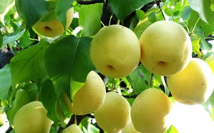 9 loại quả "lọc" mỡ máu tốt bậc nhất đang bán đầy chợ Việt, ăn đều sẽ giảm huyết áp, cholesterol và nguy cơ mắc bệnh tim mạch