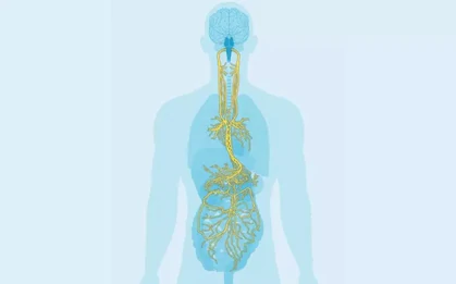Kích thích dây thần kinh phế vị giúp ghi nhớ kỹ năng lâu hơn
