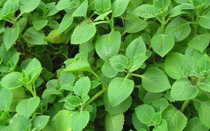 Lý do gia đình nào cũng nên trồng cây húng chanh