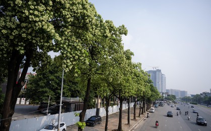 Hoa sữa nở rộ, tỏa hương đậm đặc khắp Hà Nội: Người dân dùng vòi nước phun rụng, đóng kín cửa vẫn không thoát mùi