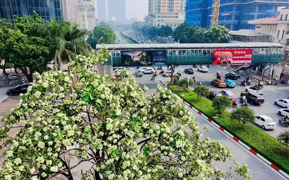 Hà Nội tính thay thế dần những nơi trồng hoa sữa quá dày