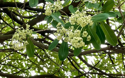 Vì sao có người mê mùi hoa sữa, có người ngửi thôi đã đau đầu, chóng mặt?