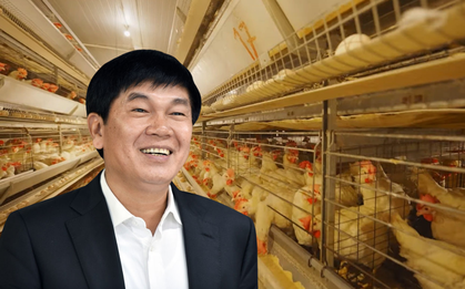 Đàn gà của tỷ phú Trần Đình Long giờ ra sao?