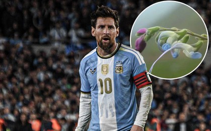 Xuất hiện bông hoa Messi trên thế giới