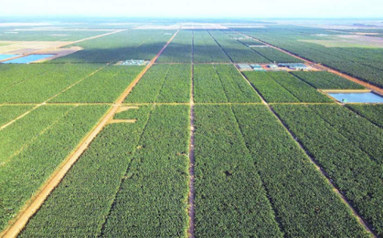 Việt Nam có một tỷ phú sang Campuchia trồng hơn 2.000 ha dứa: Được tập đoàn Mỹ 135 năm tuổi bắt tay hợp tác, sản lượng dự kiến 100.000 tấn/năm