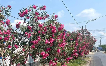 Hà Nội cấm trồng 18 loại cây nơi công cộng: Có tới 16 cây chứa độc tố và nguy hại sức khỏe