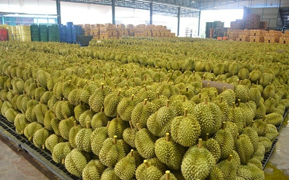 Việt Nam có một tỷ phú sang Campuchia quy hoạch hàng nghìn ha sầu riêng: Chuyên xuất khẩu sang Trung Quốc, Nhật Bản, mục tiêu thu hoạch 40.000 tấn mỗi vụ