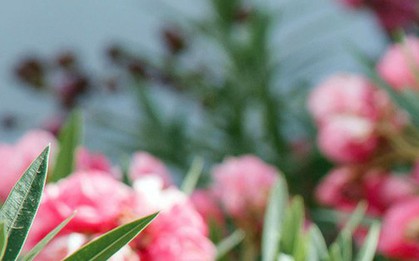 Loại cây có hoa đẹp rực rỡ nhưng bị cấm trồng trên đường phố Hà Nội: Lý do liên quan đến chất cực độc